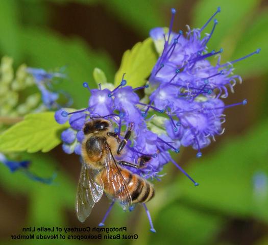 Photograph courtesy of Leslie Linn, Great Basin Beekeepers of Nevada member. Honey bee (Apis mellifera) drinks nectar from the Purple Tansy (Phacelia tanacetifolia).